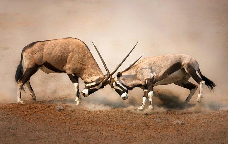 Orix en la Reserva Nacional de Etosha