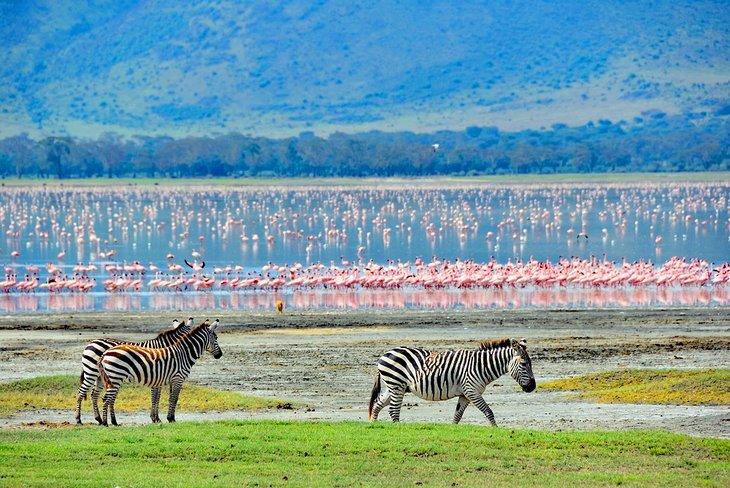 Cebras y flamencos en el Cráter de Ngorongoro
