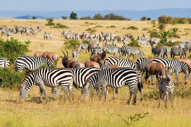 La Gran Migración en la Reserva Nacional Maasai Mara
