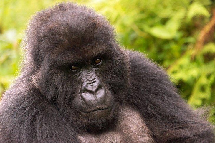 Parque Nacional de los Volcanes, Rwanda