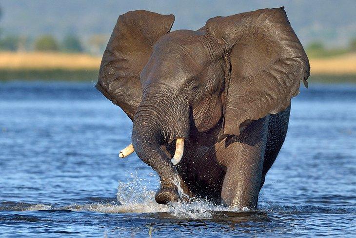 Parque Nacional Chobe, Botswana