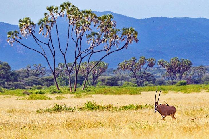 Oryx Beisa en la Reserva Nacional Samburu