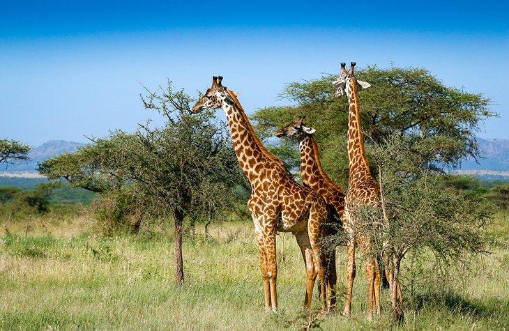 Jirafas en el Parque Nacional Serengeti, Tanzania
