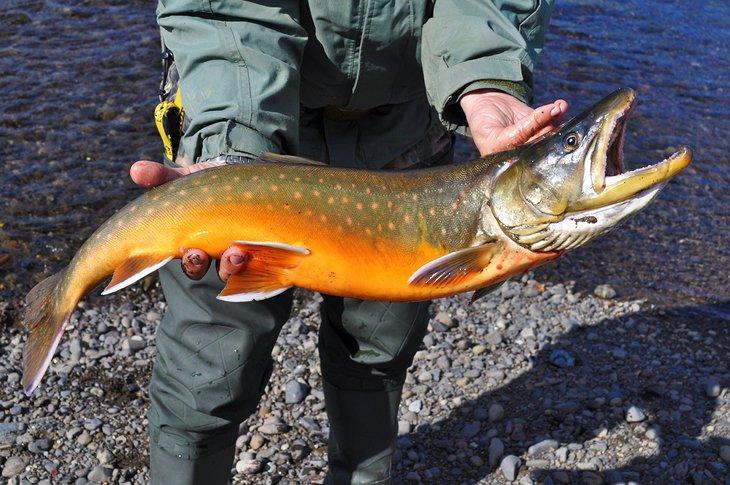 Un gran arctic char