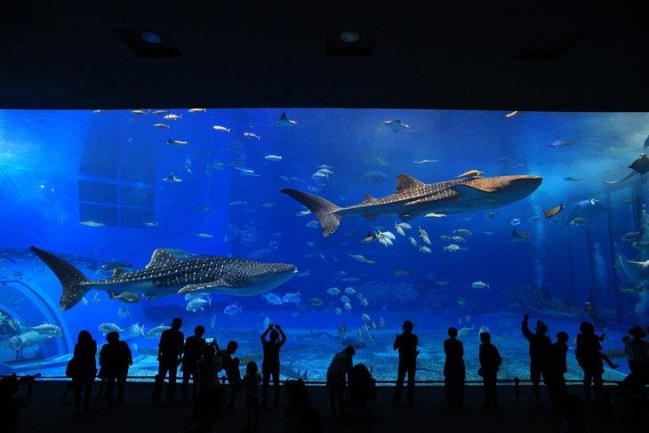 Acuario de Georgia