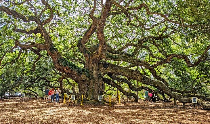 Angel Oak | Foto Copyright: Becca Blond