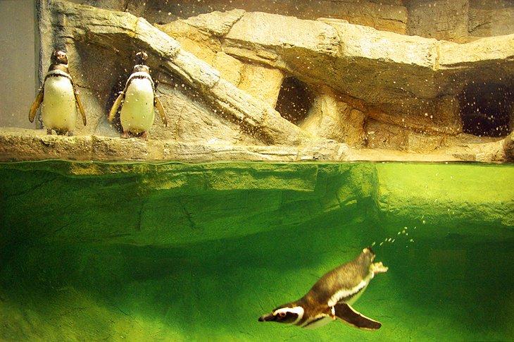 Acuario de Carolina del Sur | <a class="cc16_b" target="_blank" rel="nofollow noopener noreferrer" href="http://www.flickr.com/photos/29456235@N04/">TheDigitel de Charleston</a> / foto modificada