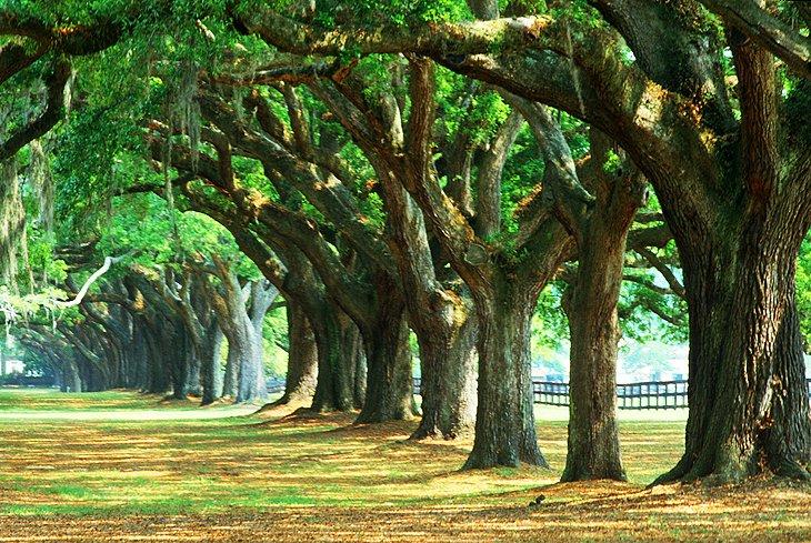 Plantación Boone Hall