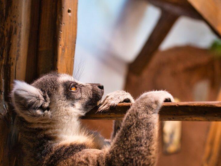 Lémur descansando en Tropikariet