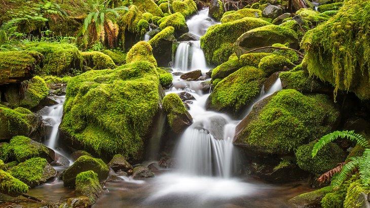Bach im Olympic Nationalpark