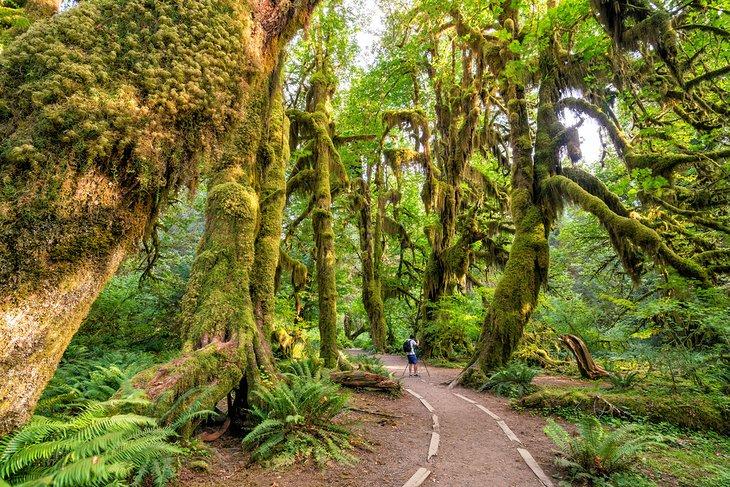 Hoh Regenwald, Olympic Nationalpark