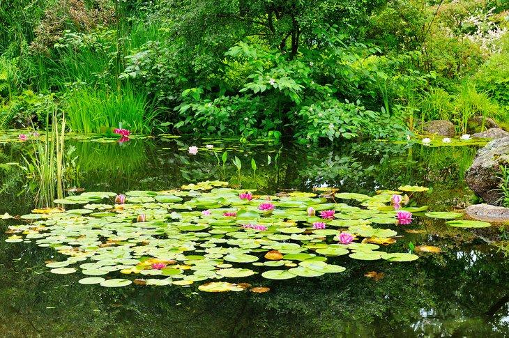 Teich mit Seerosen im Annapolis Royal Historic Gardens