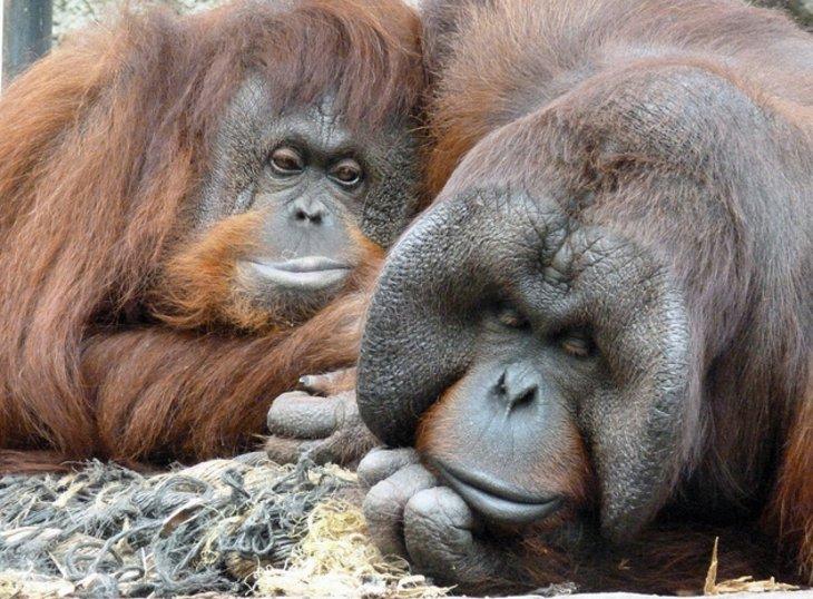 Parque Zoológico de Jackson