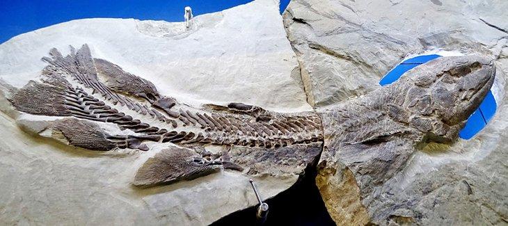 Fossil, Parc National de Miguasha Fossilienstätte