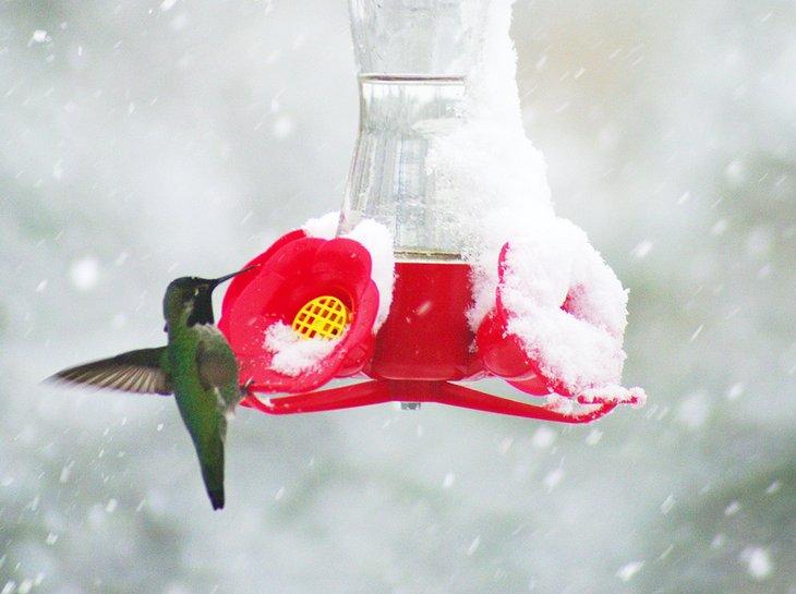 Colibrí en un comedero en Sedona