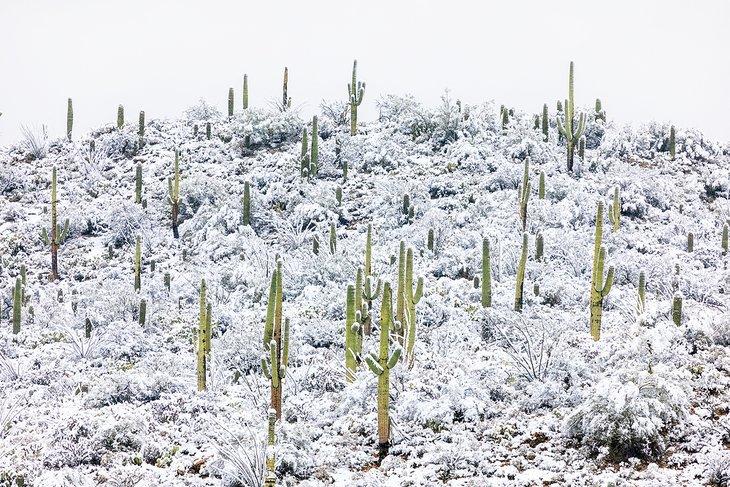 Parque Nacional Saguaro cerca de Tucson