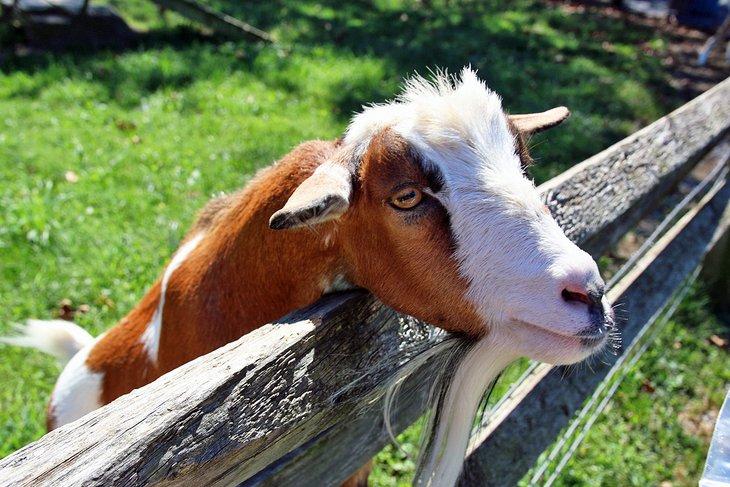 Cabra en el área de acariciar del Zoológico de Maryland