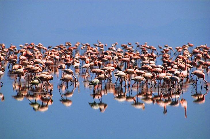 Flamants sur le lac Natron