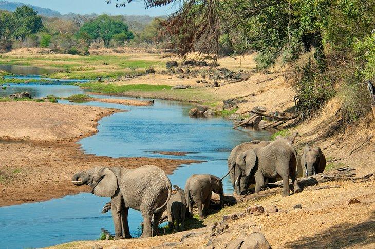 Éléphants buvant dans la rivière au parc national de Ruaha