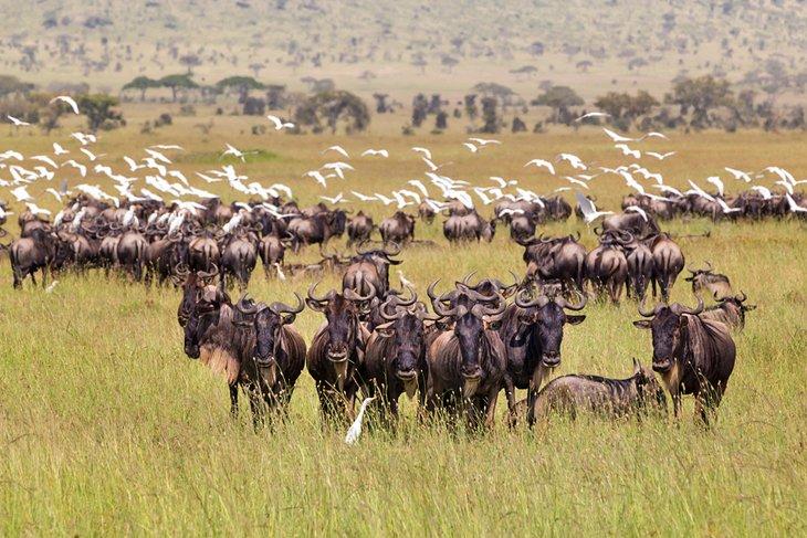 Gnous dans le parc national du Serengeti