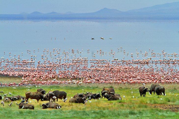 Lac Manyara