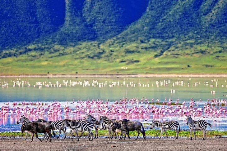 Zèbres, gnous et flamants dans le cratère du Ngorongoro