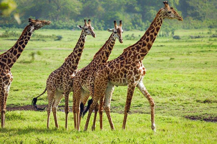 Girafes dans le parc national d'Arusha