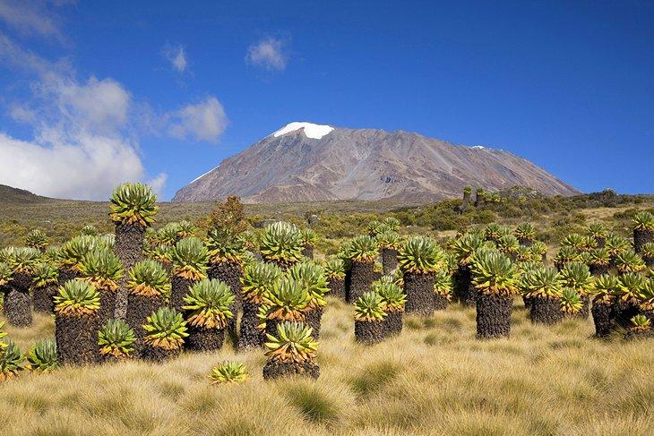 Parc national du mont Kilimandjaro
