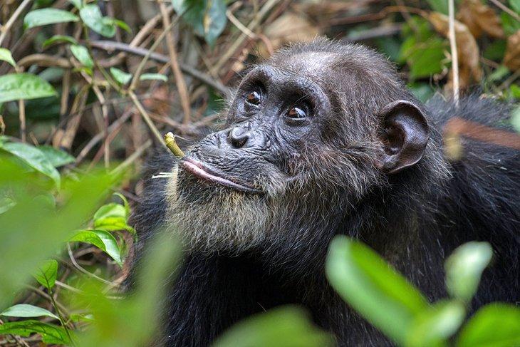Chimpanzé dans le parc national des montagnes Mahale