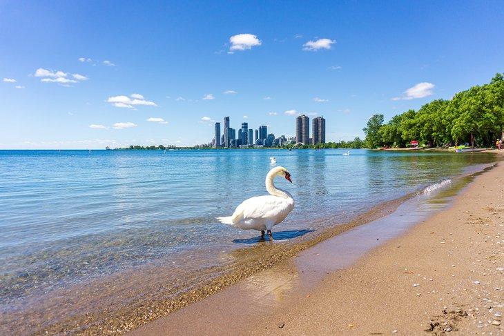 Cisne en Playa Sunnyside