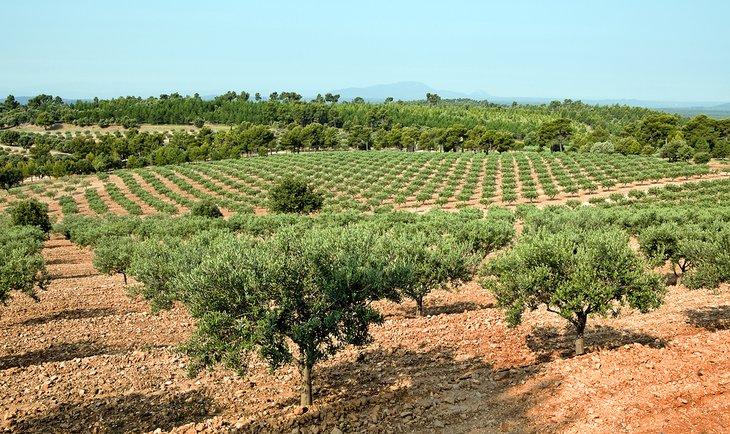 Olivar en Provenza