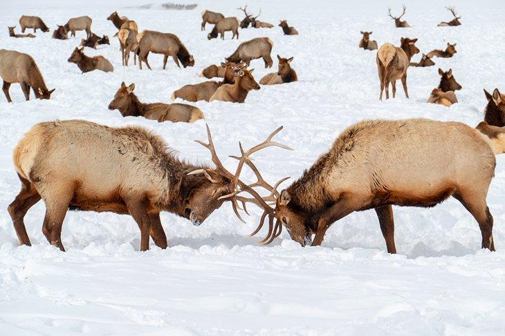 Elks luchando por el dominio en el Refugio Nacional de Alces