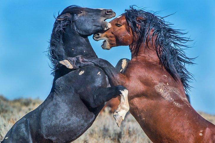 Mustangs de McCullough Peaks