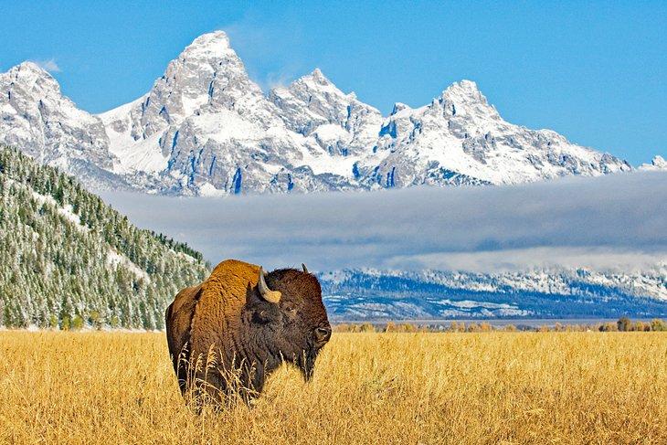 Un bisonte frente a los Grand Tetons