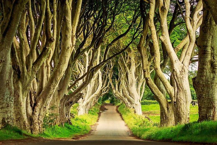 Los Dark Hedges