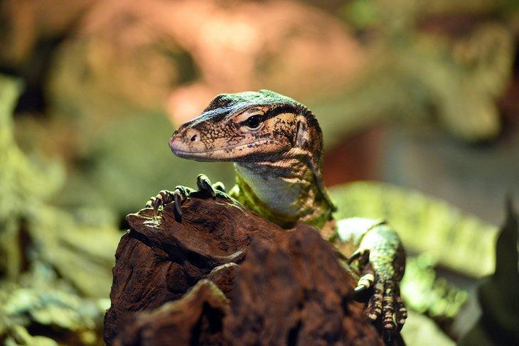 Maison des Reptiles Terre