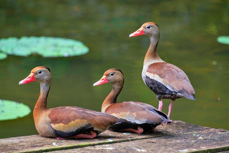 Patos silbadores de barriga negra, Fondo de Maleza de Pointe-a-Pierre