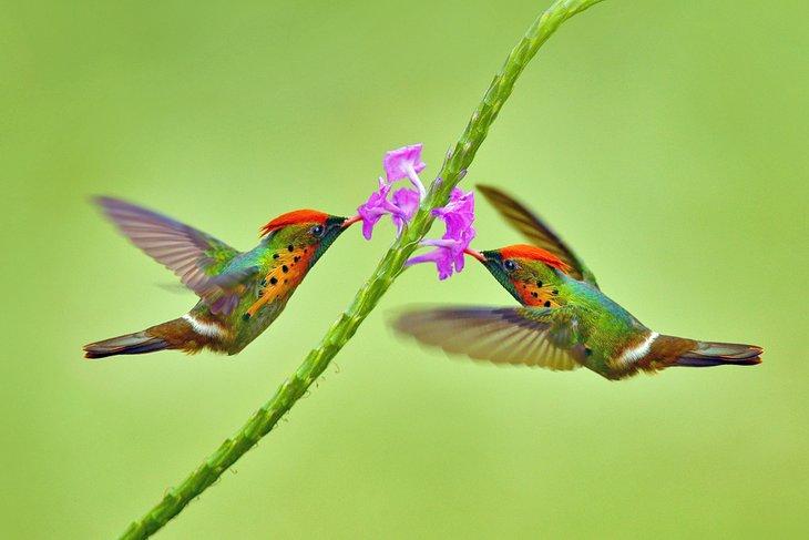 Colibríes coquette rizados en Trinidad