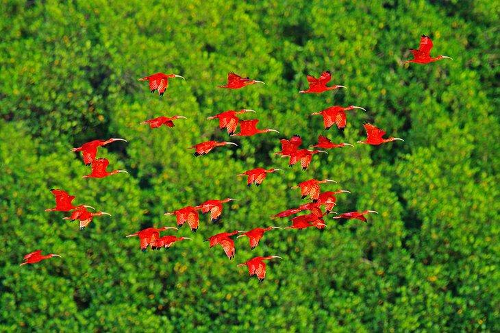 Ibis escarlata volando sobre el Santuario de Aves Caroni