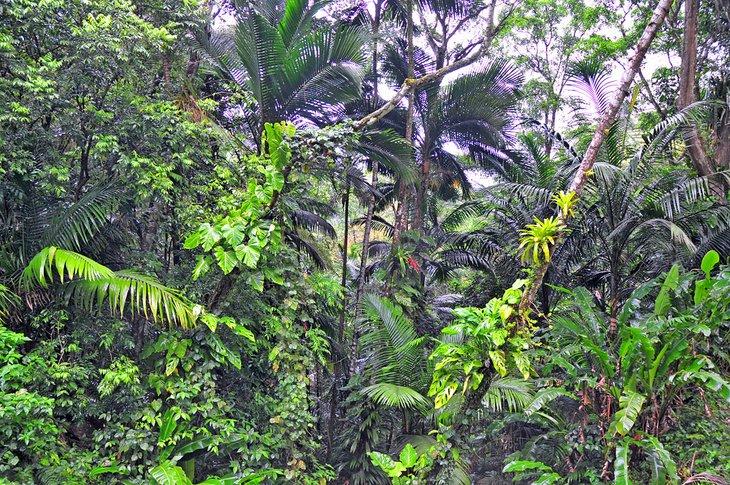 Reserva Forestal Main Ridge, Tobago