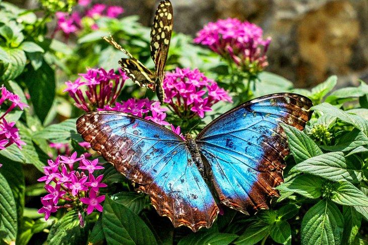 Mariposas en el Jardín Tropical de Mariposas de Konya