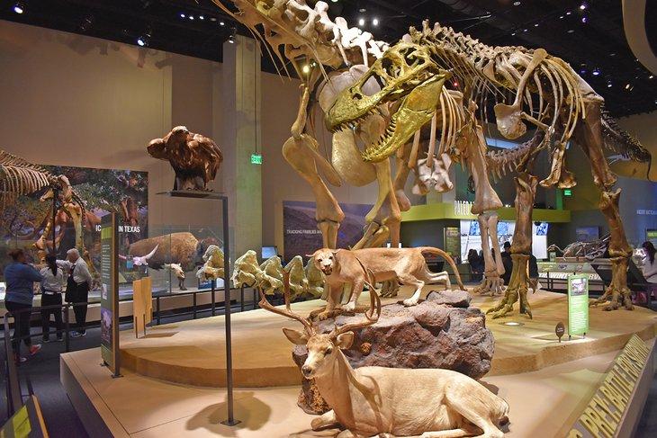 Museo Perot de Naturaleza y Ciencia
