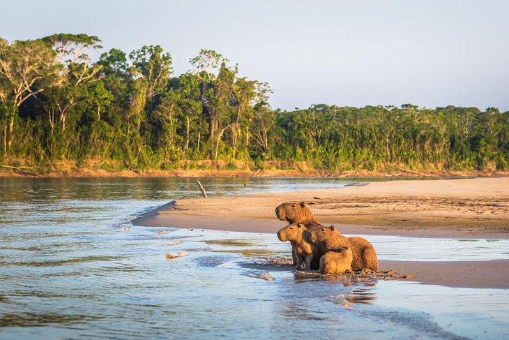 Capybaras im Amazonas-Regenwald im Manu-Nationalpark, Peru