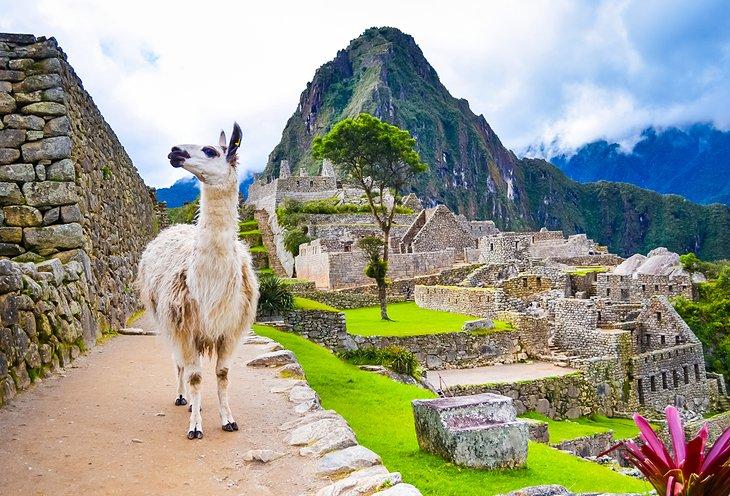 Lama in Machu Picchu