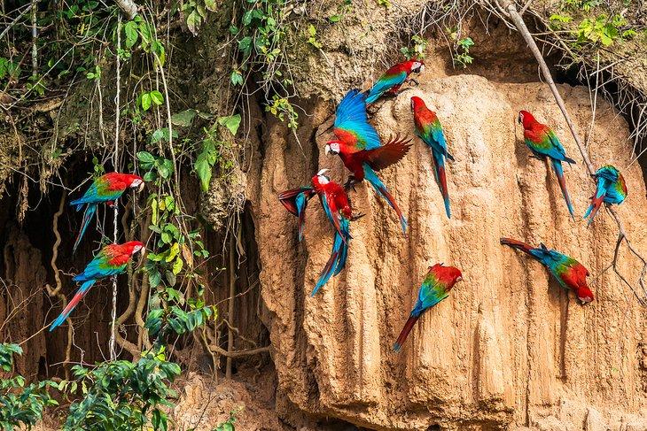 Scarlet-Ara im Tambopata-Nationalreservat