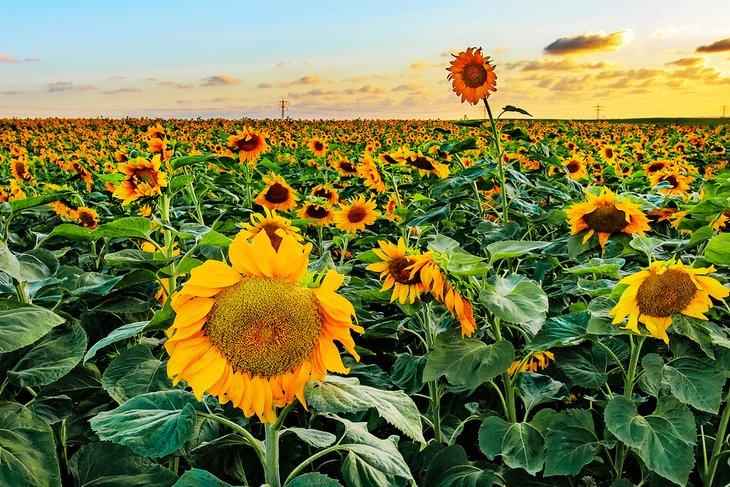 Campo de girasoles en Hulda