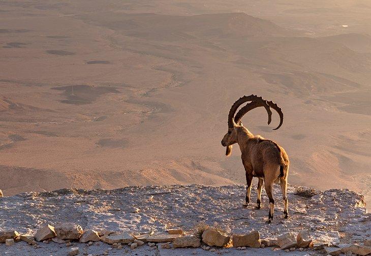 Un ibex en Makhtesh Ramon