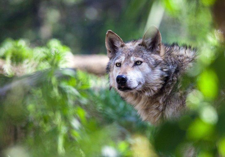 Zoo de Cheyenne Mountain