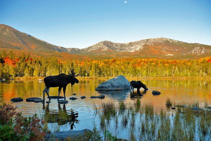 Zwei Elche in einem Teich im Baxter State Park