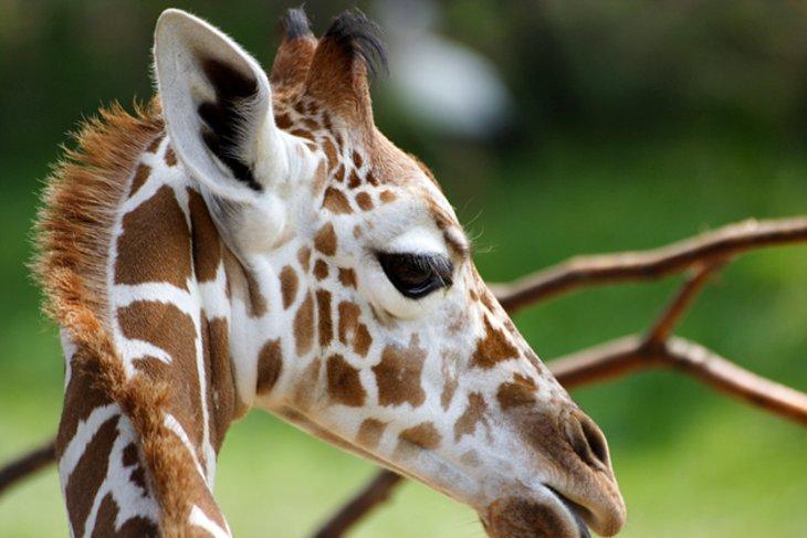 Zoológico de Indianápolis